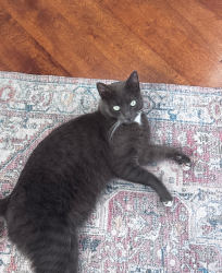 Lost Male Cat last seen Bergamot Park, Wood Rd, Riverside, CA 92508