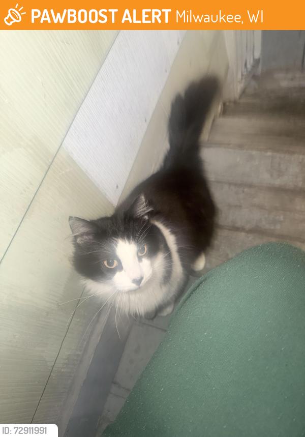 Found/Stray Unknown Cat last seen 30th highland, Milwaukee, WI 53208