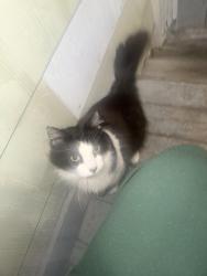 Found/Stray Unknown Cat last seen 30th highland, Milwaukee, WI 53208