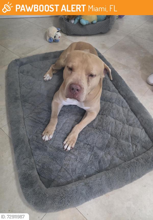 Found/Stray Male Dog last seen Hammocks, Kendall , Miami, FL 33196