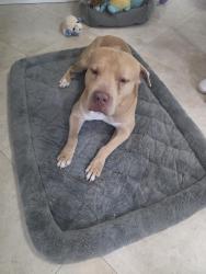 Found/Stray Male Dog last seen Hammocks, Kendall , Miami, FL 33196