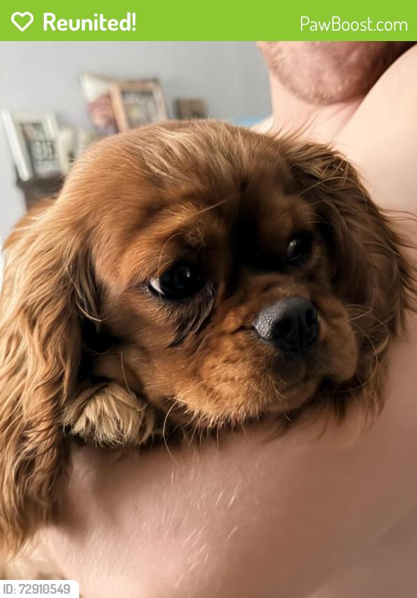 Reunited Female Dog last seen Sun Valley Dr, Virginia Beach, Va, Usa, Virginia Beach, VA 23464