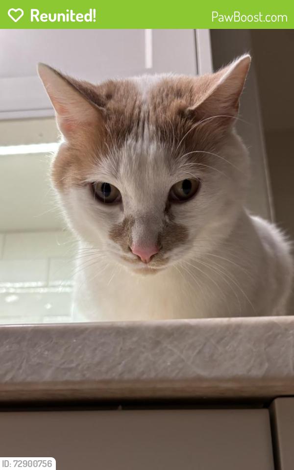 Reunited Male Cat last seen Richard’s lake, Fort Collins, CO 80524