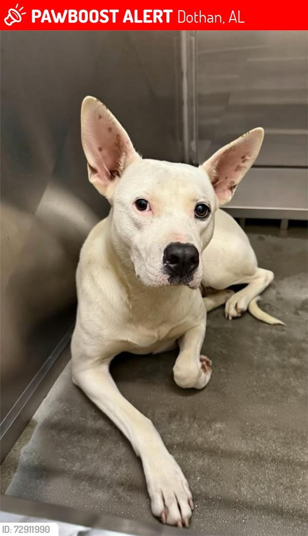 Lost Female Dog last seen Dothan save a pet facility , Dothan, AL 36303