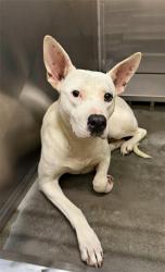Lost Female Dog last seen Dothan save a pet facility , Dothan, AL 36303