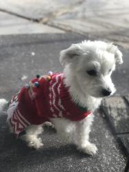 Lost Female Dog last seen Rainbow & Gowan, Las Vegas, NV 89108