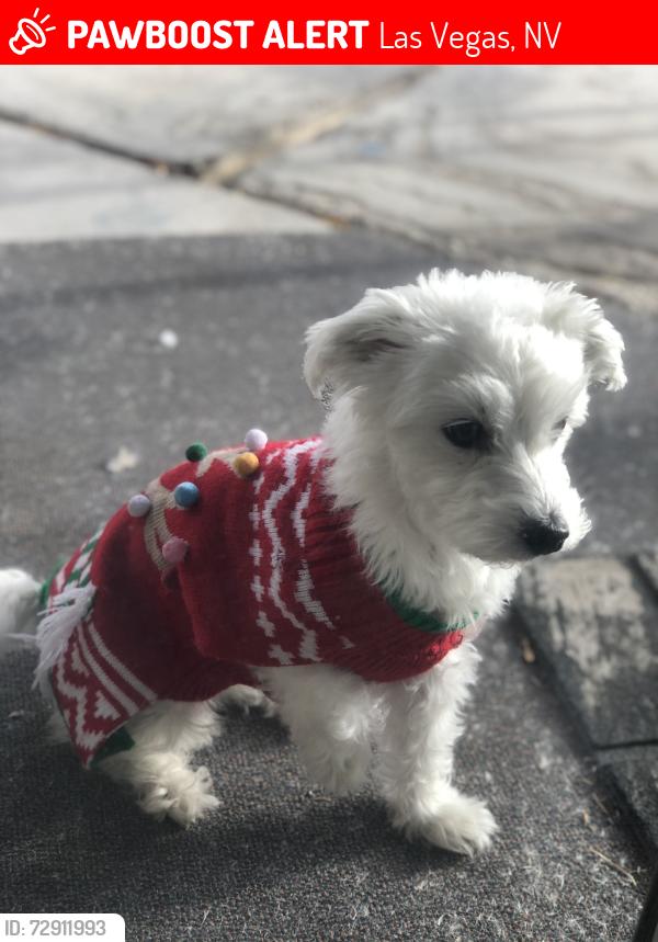 Lost Female Dog last seen Rainbow & Gowan, Las Vegas, NV 89108