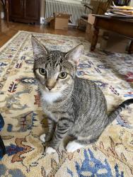 Lost Male Cat last seen Lauren dr, Poquoson, VA 23662