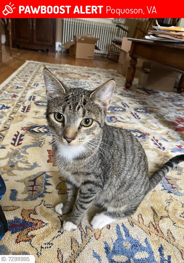 Lost Male Cat last seen Lauren dr, Poquoson, VA 23662