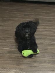 Reunited Male Dog last seen El Capitan way and Blue diamond , Las Vegas, NV 89178