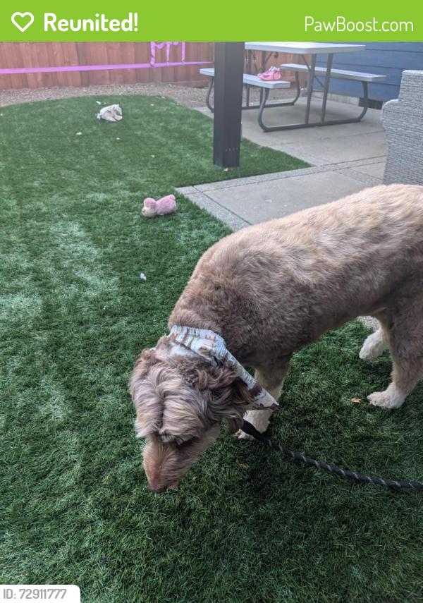 Reunited Unknown Dog last seen Gilham Elementary, Eugene, OR 97408