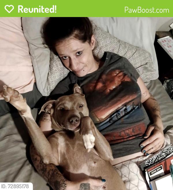 Reunited Female Dog last seen Near stagecoach trail Shelby NC , Shelby, NC 28150