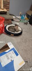 Reunited Male Cat last seen Near    vagele     lane   glenmont  ny, Albany, NY 12077
