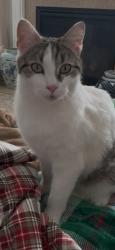 Lost Male Cat last seen Liberty Village, Center Valley, PA 18036