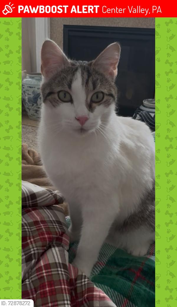 Lost Male Cat last seen Liberty Village, Center Valley, PA 18036