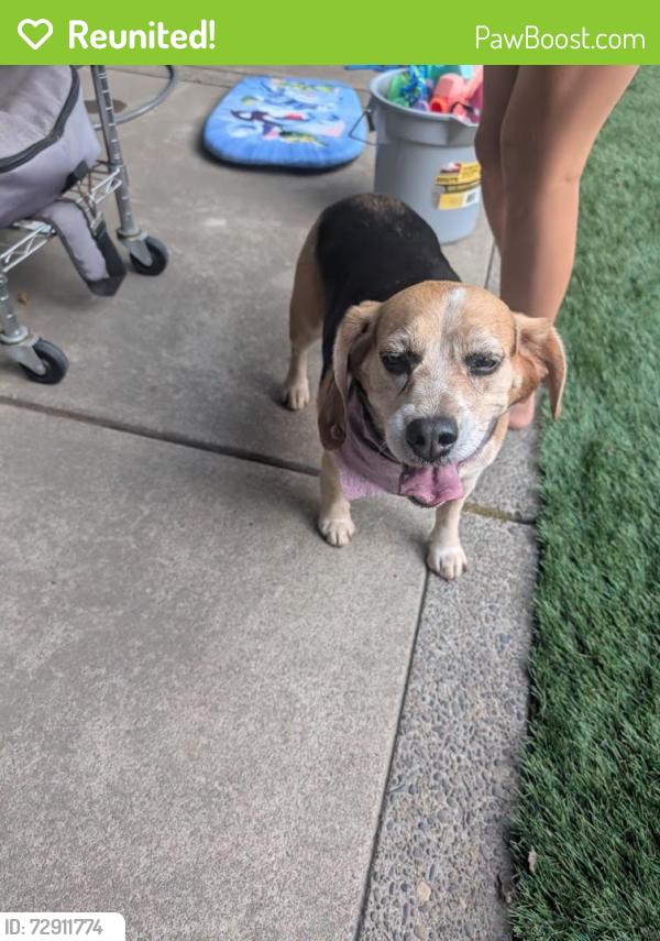 Reunited Unknown Dog last seen Gilham Elementary, Eugene, OR 97408