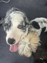 Lost Female Dog last seen Jack Neely Rd, Covington, GA 30016