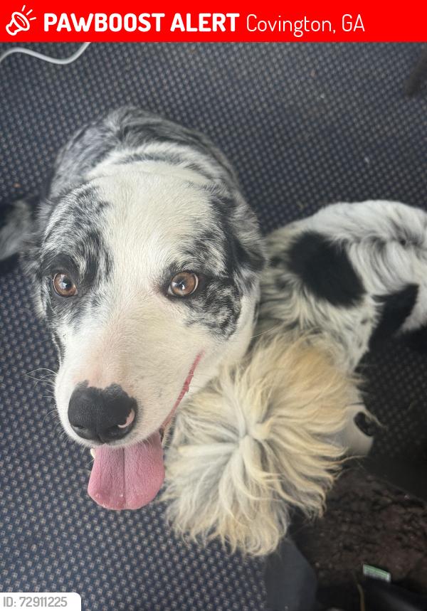 Lost Female Dog last seen Jack Neely Rd, Covington, GA 30016