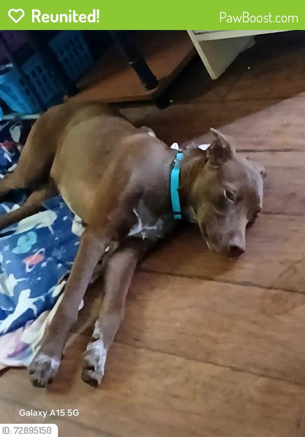 Reunited Male Dog last seen Near stagecoach trail Shelby NC , Shelby, NC 28150