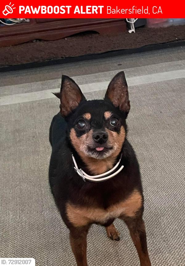 Lost Female Dog last seen Brundage lane, Bakersfield, CA 93307