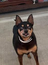 Lost Female Dog last seen Brundage lane, Bakersfield, CA 93307