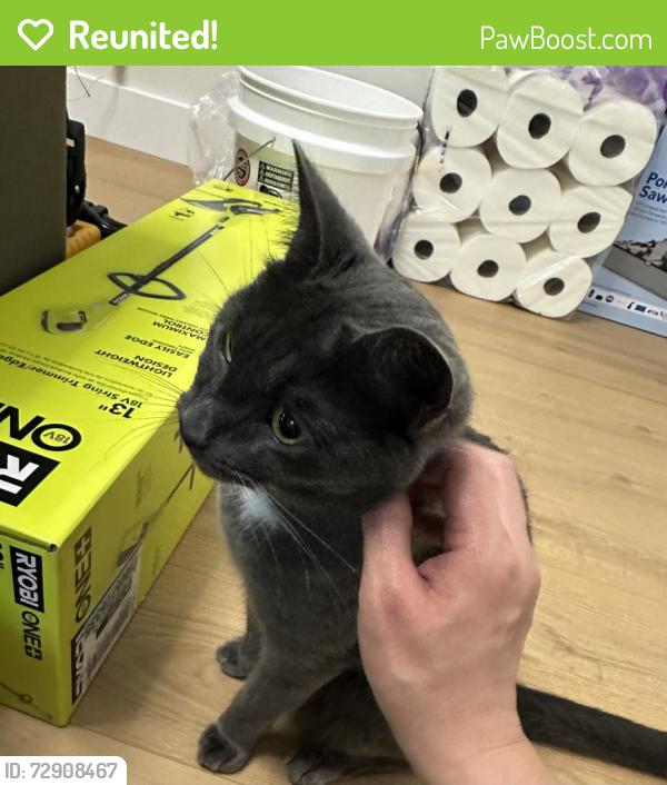 Reunited Male Cat last seen Ridgefield Pkwy, Poplar Forest Dr, Richmond, VA 23238