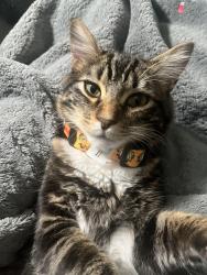 Reunited Male Cat last seen Mariposa ave Citrus Heights 95610, Citrus Heights, CA 95610