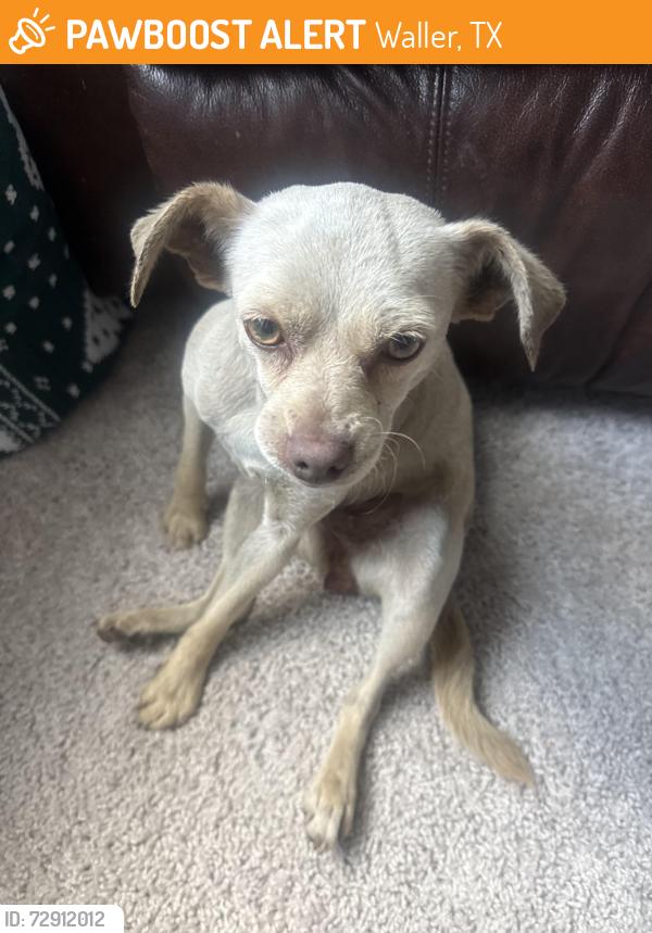 Found/Stray Female Dog last seen Betka road , Waller, TX 77484