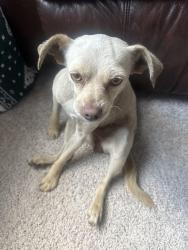 Found/Stray Female Dog last seen Betka road , Waller, TX 77484