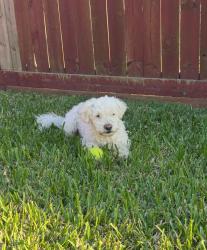 Reunited Male Dog last seen Highlands woods neighborhood , Highlands, TX 77562