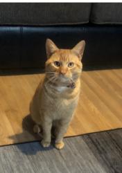 Reunited Male Cat last seen Chorlton , Greater Manchester, England M21