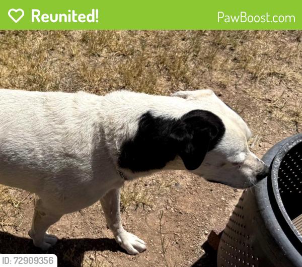 Reunited Unknown Dog last seen Gilbert and 8th street , Mesa, AZ 85203