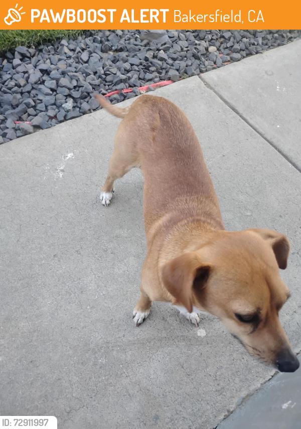 Found/Stray Male Dog last seen My. Vernon Ave, Bakersfield, CA 93305