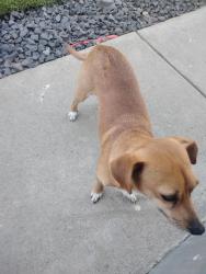 Found/Stray Male Dog last seen My. Vernon Ave, Bakersfield, CA 93305
