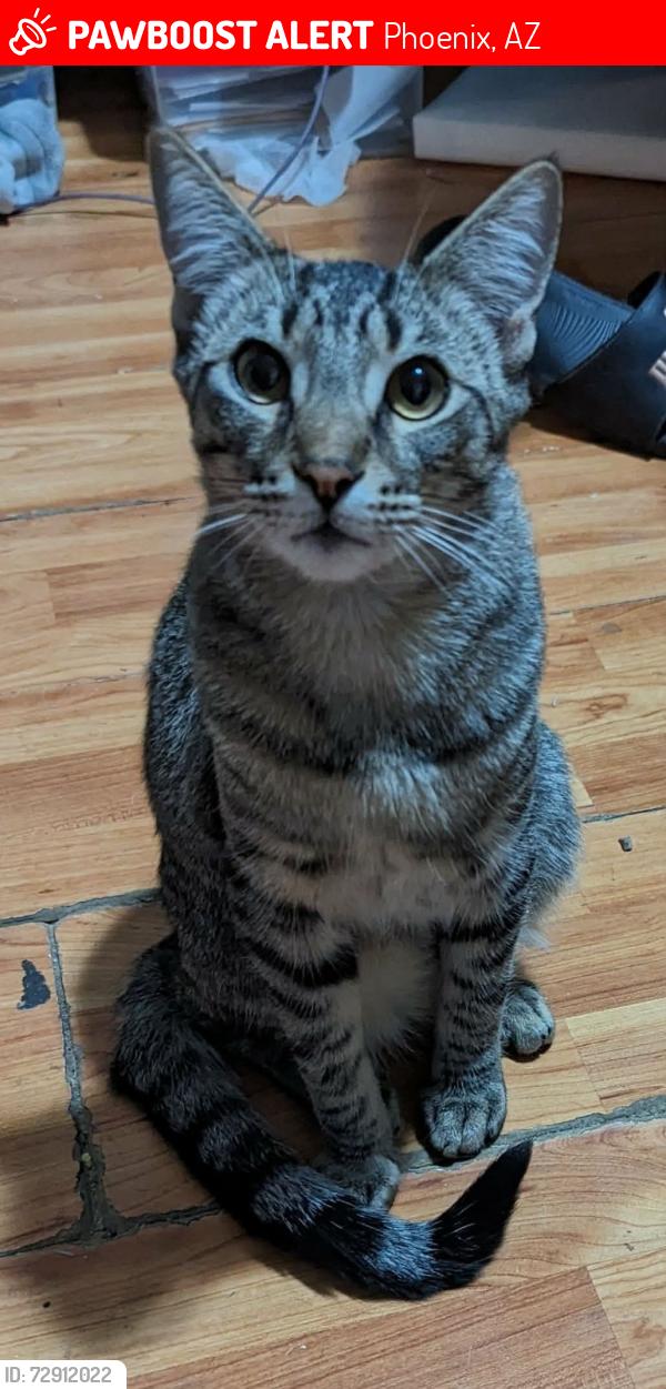 Lost Male Cat last seen Central and grovers , Phoenix, AZ 85023
