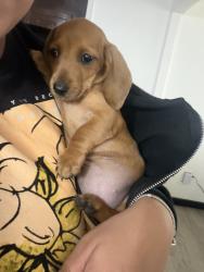 Reunited Female Dog last seen Westview court and cloud view , Albuquerque, NM 87123