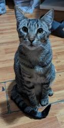 Lost Male Cat last seen Central and grovers , Phoenix, AZ 85023