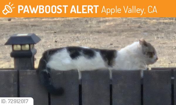 Found/Stray Unknown Cat last seen Minnetonka and tonikan, Apple Valley, CA 92308