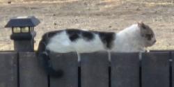 Found/Stray Unknown Cat last seen Minnetonka and tonikan, Apple Valley, CA 92308