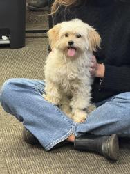 Found/Stray Female Dog last seen Johnson Ave, San Jose, CA 95129