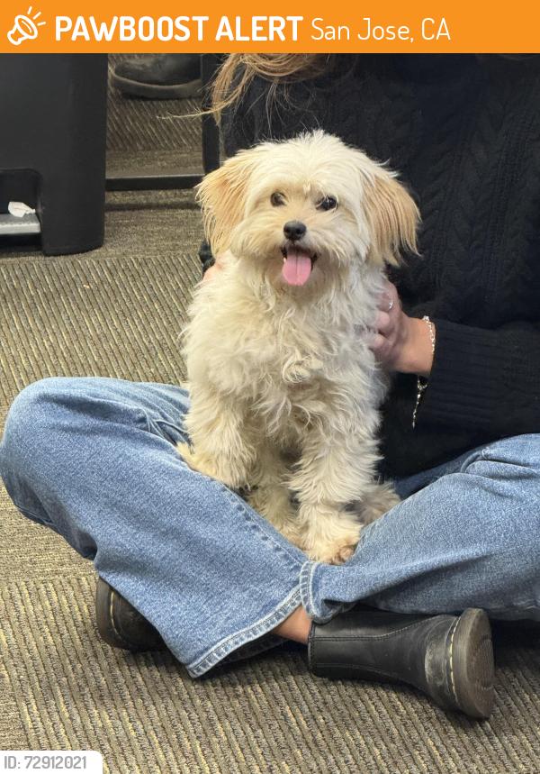 Found/Stray Female Dog last seen Johnson Ave, San Jose, CA 95129
