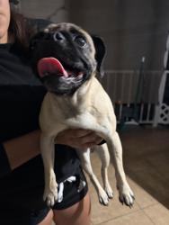 Found/Stray Female Dog last seen Sullivan/Willits , Santa Ana, CA 92704