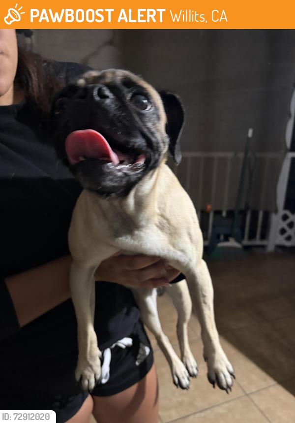 Found/Stray Female Dog last seen Sullivan/Willits, Santa Ana, CA 92704
