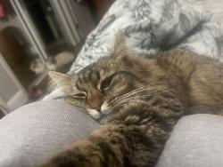 Reunited Female Cat last seen Seminole cherokee, Salinas, CA 93906