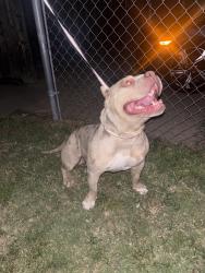 Reunited Male Dog last seen West Sacramento , West Sacramento, CA 95605