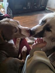 Reunited Male Dog last seen Queen and Irma , Maize, KS 67101