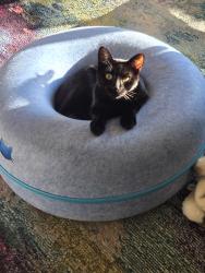 Reunited Female Cat last seen Mission blvd, Santa Rosa, CA 95409