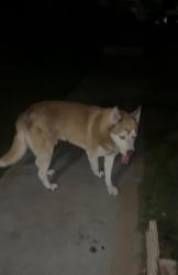 Found/Stray Male Dog last seen College and fairfax, Bakersfield, CA 93306
