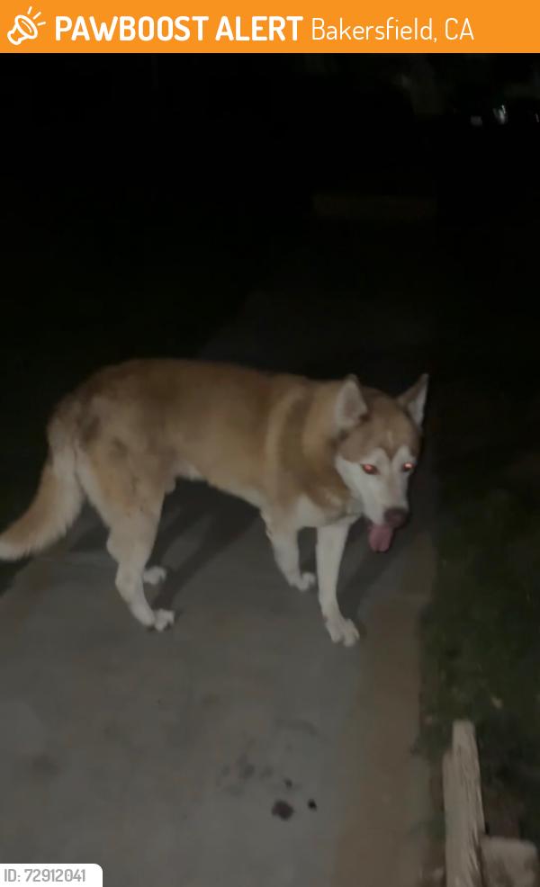 Found/Stray Male Dog last seen College and fairfax, Bakersfield, CA 93306