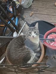 Lost Male Cat last seen Birdcage apmts, Citrus Heights, CA 95610